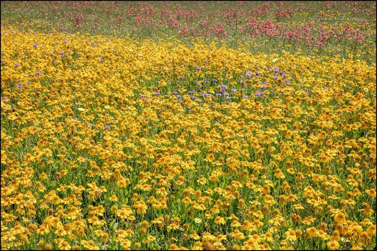 The Native Texas Wildflower That Blankets a Caliche Bank in Gold When Nothing Else Will Root