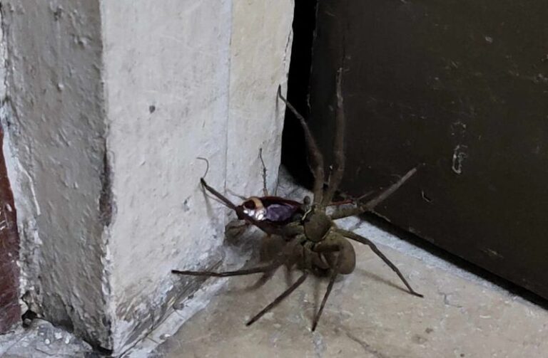 The Texas Spider Homeowners Mistake for Trouble Is Killing Roaches Indoors