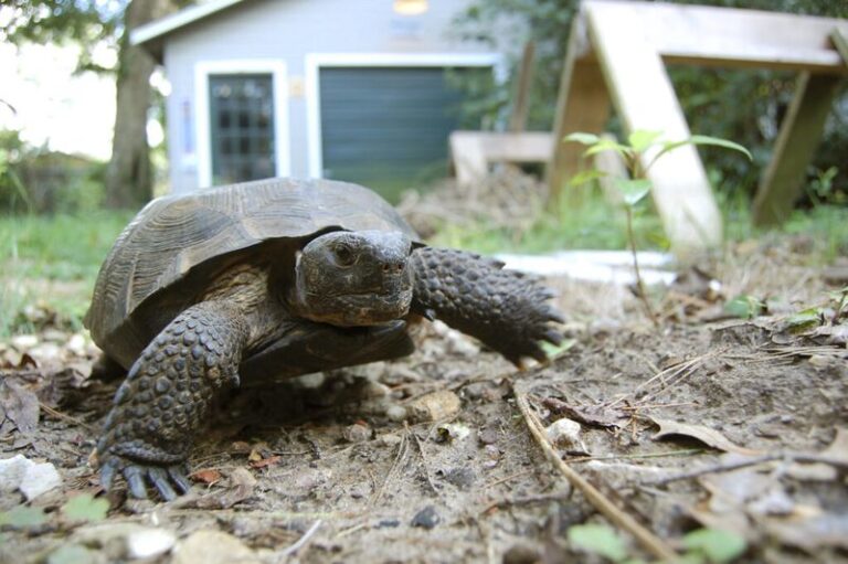 7 Florida Yard Signs That a Gopher Tortoise Has Moved In – and Why That’s the Best News for Your Beds