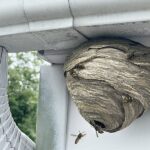 What It Really Means When Wasps Keep Nesting Under Your North Carolina Eaves Before the First Cold Snap