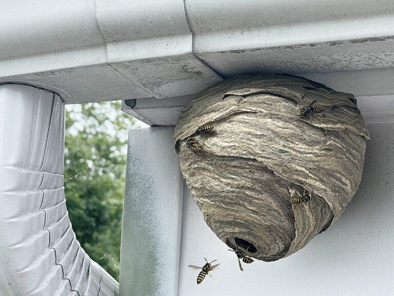 What It Really Means When Wasps Keep Nesting Under Your North Carolina Eaves Before the First Cold Snap