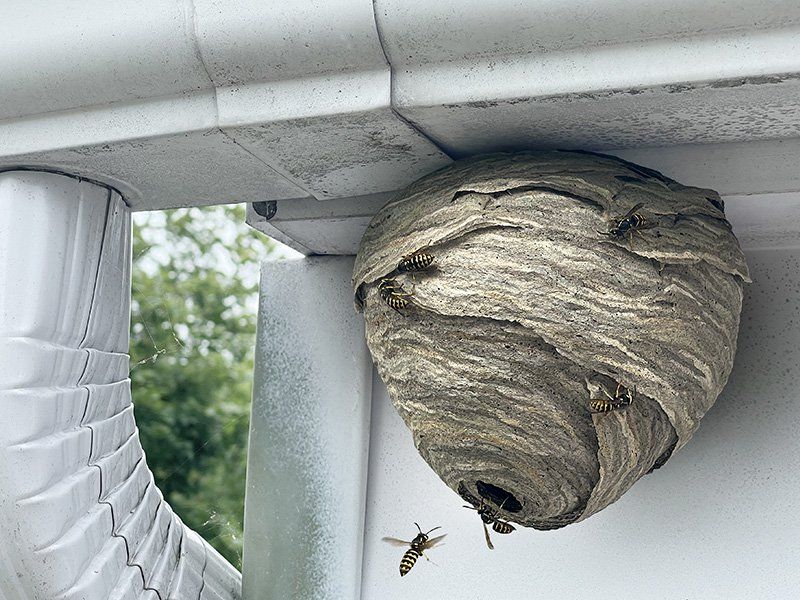 What It Really Means When Wasps Keep Nesting Under Your North Carolina Eaves Before the First Cold Snap