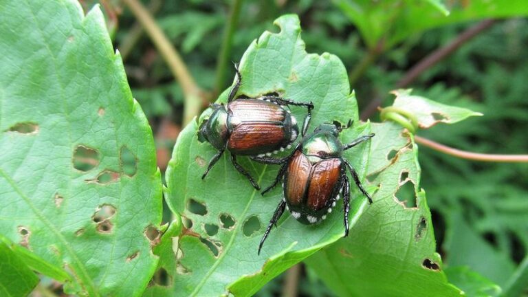 The One Thing North Carolina Gardeners Must Do Before Japanese Beetles Lay Their Eggs Or Next Year’s Grubs Wreck the Lawn