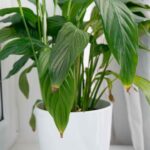 Your Peace Lily Leaves Turn Brown Because One Hidden Problem Keeps Building Up
