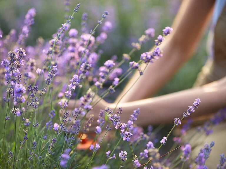 Feed Your Lavender at the Wrong Time and the Blooms Turn Weak and Scentless – Here’s the Window That Fixes It