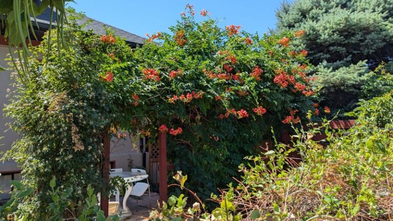 These backyard plants get homeowners in trouble more often than gardeners expect
