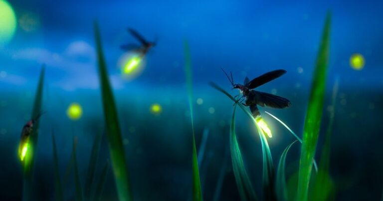 Let leaf litter stay in one corner of your California yard if you want more fireflies next year