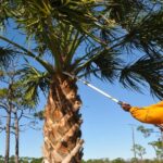 Florida palms suffer long-term storm damage when they’re hurricane-pruned before landfall