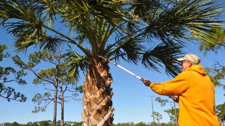 Florida palms suffer long-term storm damage when they’re hurricane-pruned before landfall