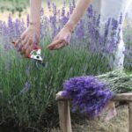 Woody Lavender Doesn’t Mean the Plant Is Dead — Here’s the Cut That Brings It Back