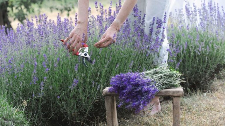 Woody Lavender Doesn’t Mean the Plant Is Dead — Here’s the Cut That Brings It Back