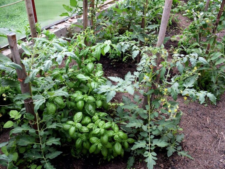Your Tomatoes Keep Struggling Because Nearby Plants Are Stealing What They Need