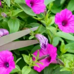Your Petunias Turn Wilted, Thin, and Tired by Late Summer — Here’s the One Reset That Brings Them Back Full