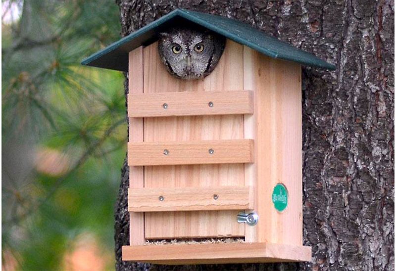 A Fall Nest Box Can Give Eastern Screech-Owls a Possible Winter Shelter or Future Nesting Site in North Carolina