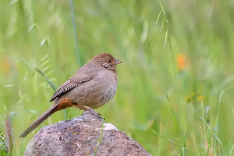 California Towhees May Snack on Garden Pests, but They Need More Than Bare Soil to Stay