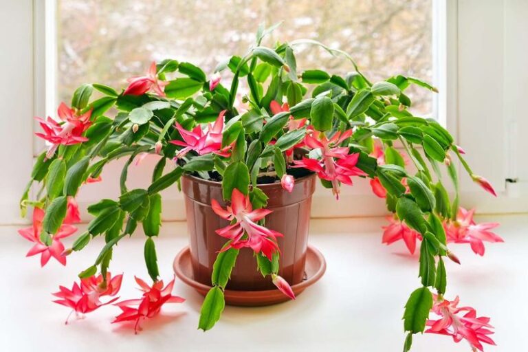 Your Christmas Cactus Sits Quiet Now but It’s Setting Buds – Here’s the Cool-Room and Dark-Night Trick That Encourages the Bloom
