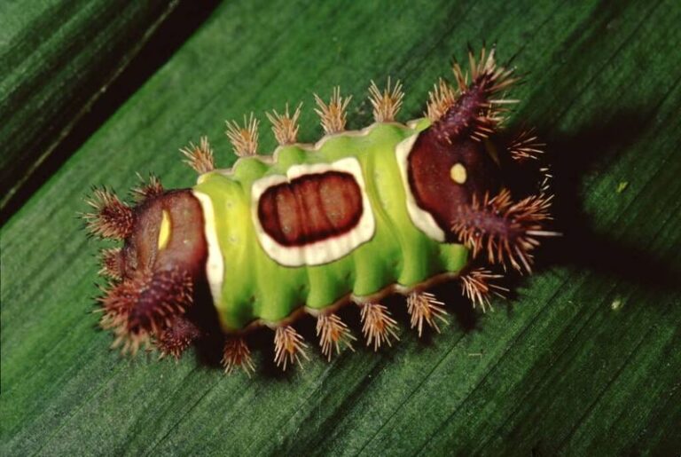 What To Do If a Possible Saddleback Caterpillar Shows Up on Your Central Texas Shrubs This Fall