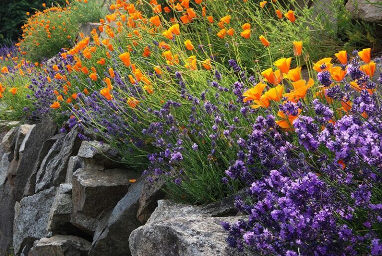 Your Potted Lavender Turns Woody and Stops Blooming – Here’s a Common Fall Care Slip Behind It