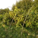 Your Fall Fig Tree Still Has Time to Ripen a Real Harvest — Here’s the Move That Gets It There