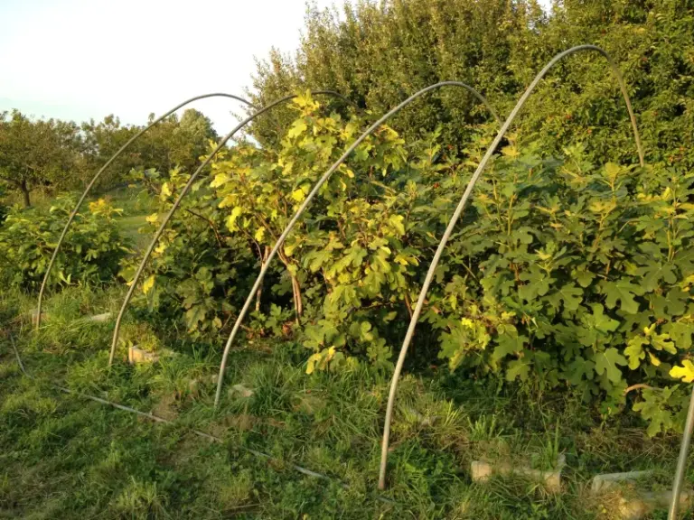 Your Fall Fig Tree Still Has Time to Ripen a Real Harvest — Here’s the Move That Gets It There