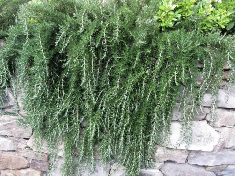 The Fragrant Texas Herb Homeowners Are Planting Along the Foundation Instead of Mulch