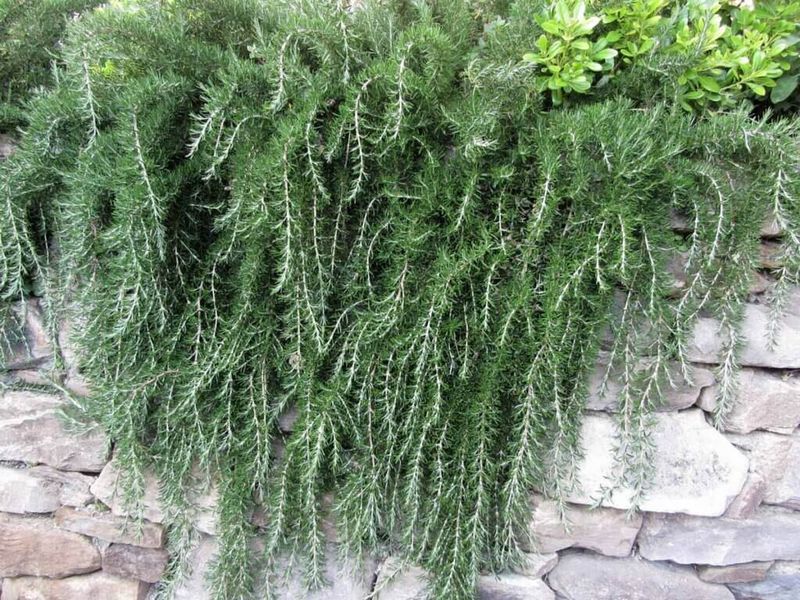 The Fragrant Texas Herb Homeowners Are Planting Along the Foundation Instead of Mulch