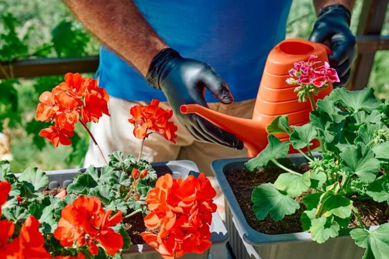Your Geraniums Are Slowing Down Before Frost – Here’s the Feeding Move That May Help