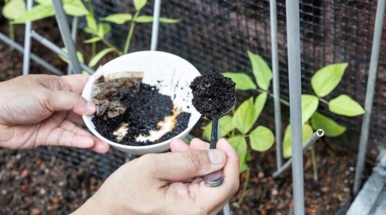 17 simple tomato boosters gardeners use when plants need a real push