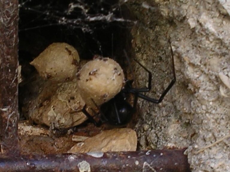 The Yard Mistakes Quietly Drawing Black Widows Right Up Against Your Central Texas House