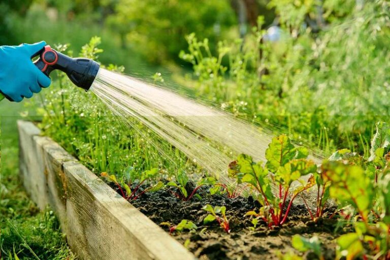 The Watering Mistake North Carolina Gardeners Make in Late-Summer Heat That Quietly Cooks Their Vegetables