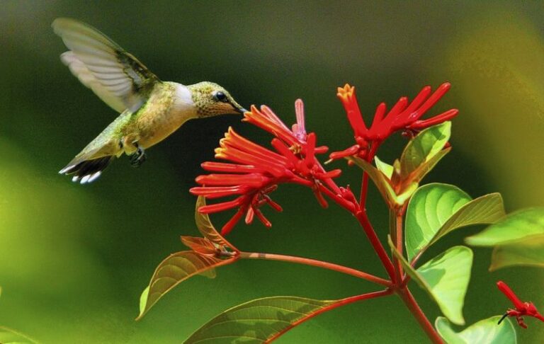 Your Hummingbirds Keep Coming Through October When You Plant These 7 Late-Blooming Flowers