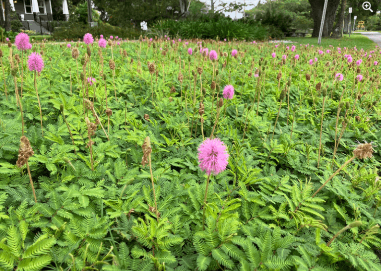 7 Florida Native Ground Covers That Fill In Where a Banana Plant Would Take Over Your Yard