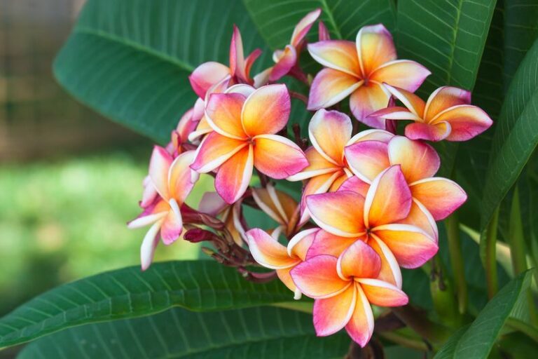 What Your California Plumeria Really Needs Before the First Cool Nights, and the One Move Most Owners Skip