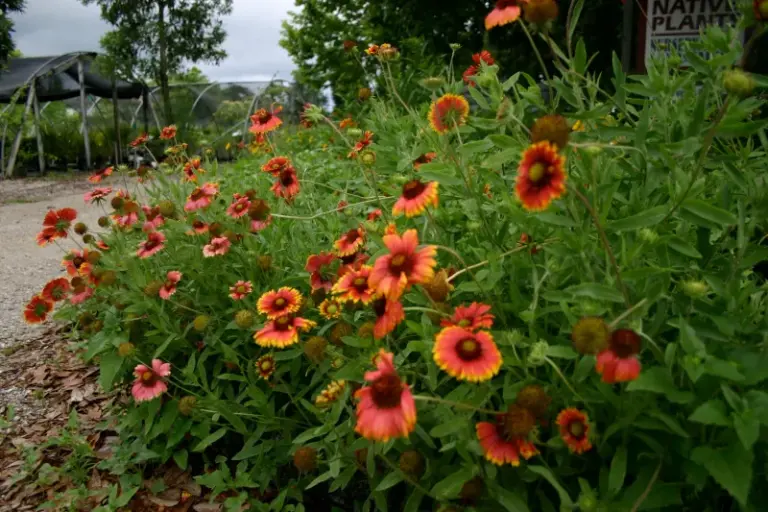 The Native Texas Wildflower That Spreads Into Drifts of Color Without Ever Taking Over Your Beds