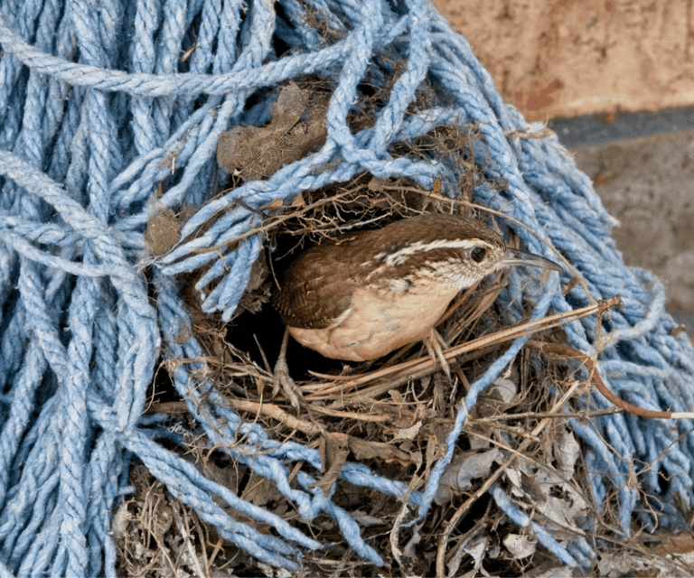 A Fall Roosting Pocket Gives Carolina Wrens a Warm Place to Ride Out North Carolina Cold Snaps