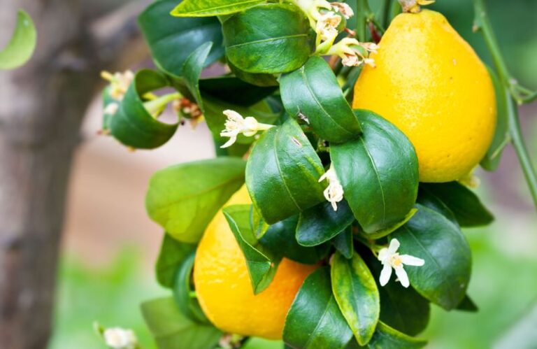 Why Your California Citrus Leaves Curl in the Early-Fall Heat, and the One Issue That Isn’t the Heat at All