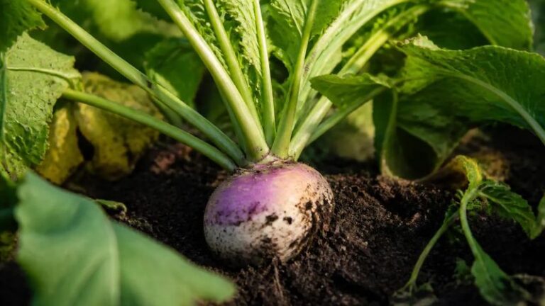 The North Carolina Vegetable to Sow Now for a Fall Harvest That’s Better Than Gardeners Expect