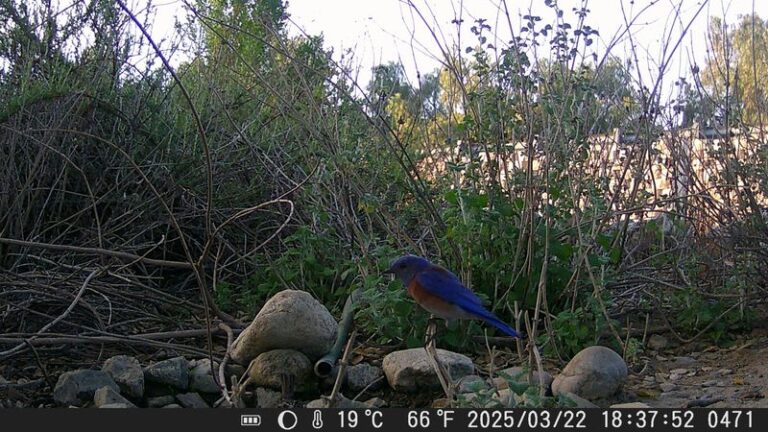 Western Bluebirds Patrol California Yards for Caterpillars and Beetles, but Bare Lawns Give Them No Reason to Stay