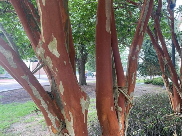 Why Your North Carolina Crape Myrtle Bark Peels Every Summer and What That Smooth New Layer Is Really Telling You