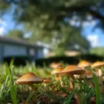 Mushrooms Keep Popping Up Across Your Florida Lawn After Rain for a Reason