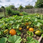 Your Raised Bed Harvest Shrinks Fast When You Grow the Wrong Crops There