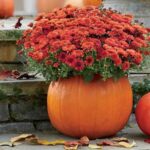 The Container Comeback Plant Central Texas Gardeners Keep Reviving in Pots When Heat-Stressed Annuals Quit