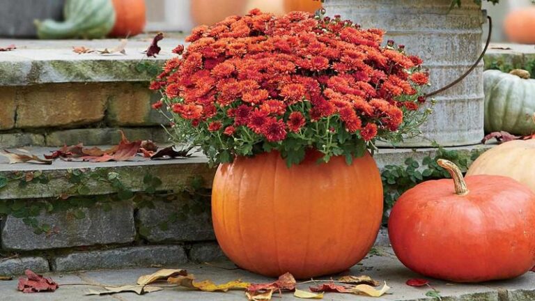 The Container Comeback Plant Central Texas Gardeners Keep Reviving in Pots When Heat-Stressed Annuals Quit