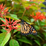 Whip Your Tired Florida Yard Back to Life With These 7 Fall-Planted Natives