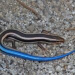 This Blue-Tailed California Lizard Helps Keep Garden Pests Down, but Homeowners Misread It