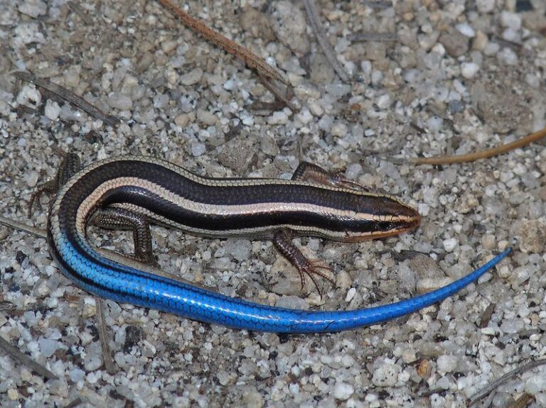 This Blue-Tailed California Lizard Helps Keep Garden Pests Down, but Homeowners Misread It