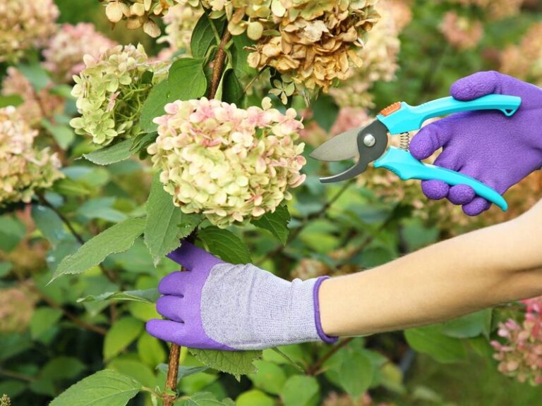 Your Hydrangeas Head Into Winter Weak Because of One Late-Summer Slip – Here’s What to Stop Now
