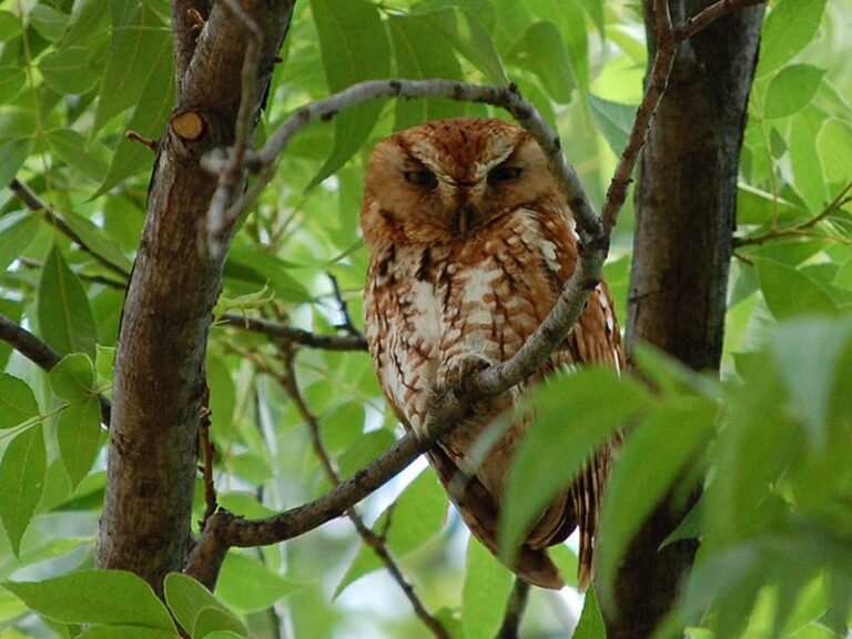Simple Habits That Bring Screech Owls Back To Your Central Texas Yard And Cut Down the Rats