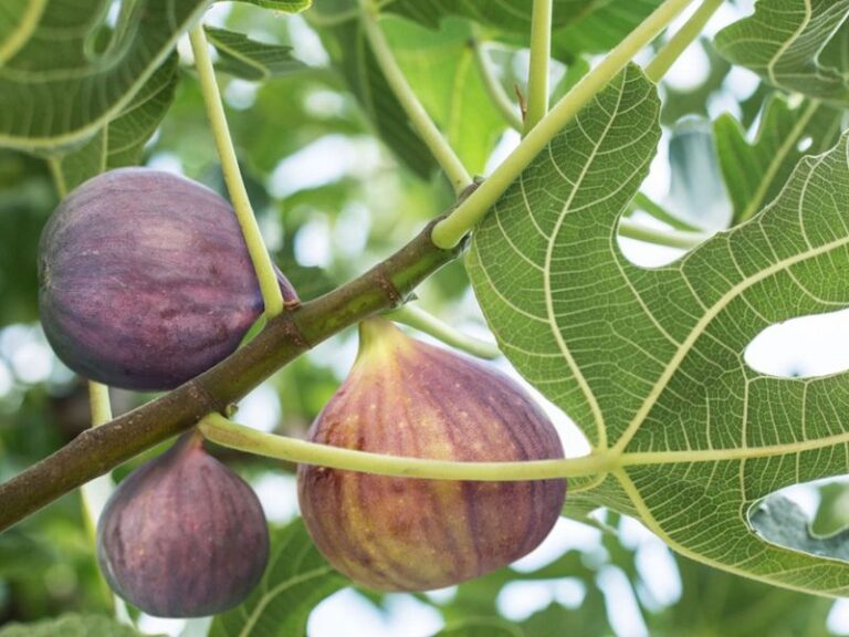 Your Fig Tree Grows Leafy Branches but Barely Sets Fruit — Here’s the One Move That Loads It Up