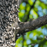 Spotted Lanternfly Is Spreading Through North Carolina Yards Because of One Tree Already Growing There